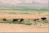 Troupeau de vaches près de Sheikan - Herd of cows near Sheikhan - Kurdistan