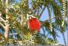 Callistemon citrinus - Lemon bottlebrush - Erbil