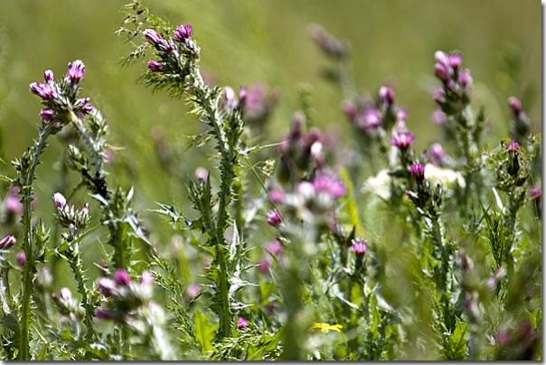 Carduus tenuiflorus Curtis - Chardon à petits capitules - Slender thistle  Asteraceae - Amadiyah - Amedi - Amadiya