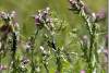 Chardon à petits capitules - Slender thistle - Carduus tenuiflorus Curtis  Asteraceae - Amedi - Amadiyah