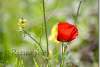 Coquelicot - Poppy - Papaver rhoeas - Amadiyah - Amedi - Amadya