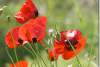 Coquelicots - Poppies - Papaver rhoeas - Amadiya - Amedi - Amadiyah