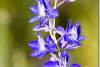 Petites fleurs bleues - Small blue flowers - Erbil - Hawler