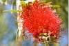 Fleur de callistemon citrinus - Flower of callistemon citrinus - Erbil