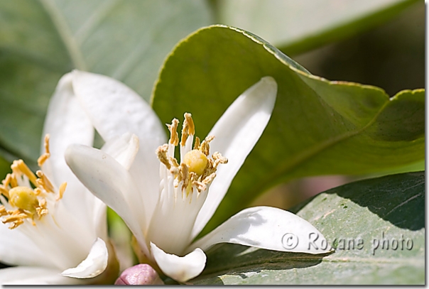 Fleur d'oranger - Orange blossom - Citrus sinensis - Ankawa