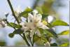 Fleurs d'oranger - Orange blossoms - Ankawa