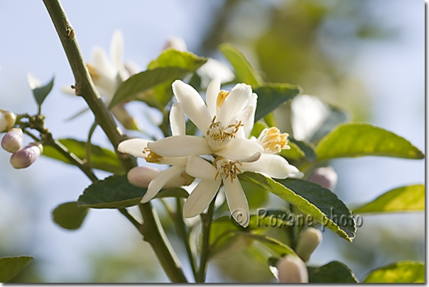 Fleurs d'oranger - Orange blossoms - Ankawa