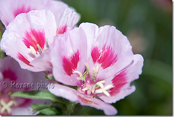 Fleurs - Flowers - Erbil