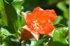 Fleur de grenadier - Pomegranate tree's flower - Shaqlawa