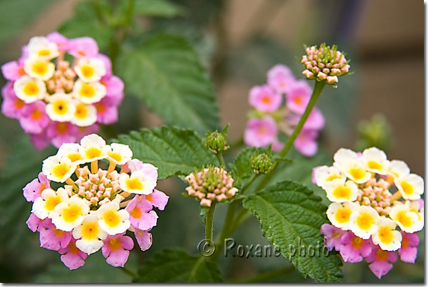 Lantana - Erbil - Hawler