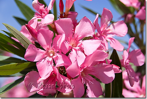 Fleurs de laurier rose - Oleander flowers - Nerium oleander - Dukan