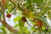 Mûres - Mulberries - Kanipanka - Kani Panka