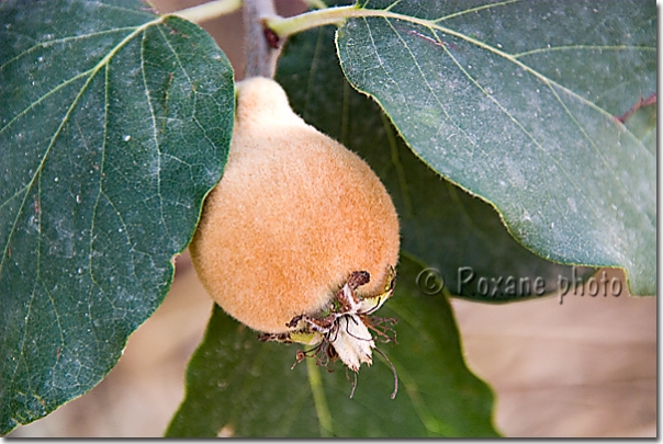 Nèfle - Medlar - Mesle - Kani Panka - Kanipanka