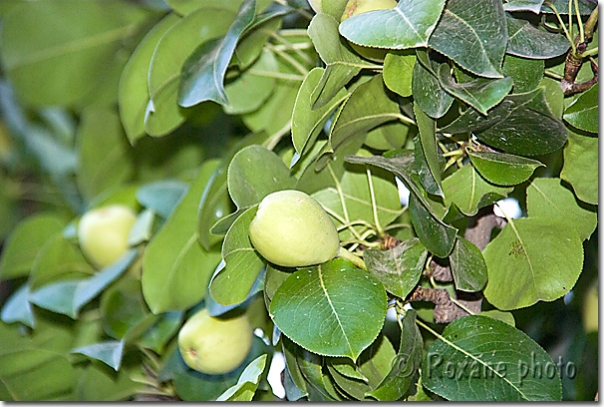 Néflier - Mespilus germanica - Medlar - Erbil