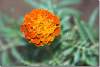 Oeillet d'Inde - Marigold - Tagetes patula - Erbil - Arbil - Hawler