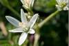 Ornithogale en ombelle - Ornithogalum umbellatum - Liliaceae - Piraka