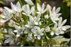 Ornithogale en ombelle - Liliaceae - Ornithogalum umbellatum - Amadiyah - Amedi