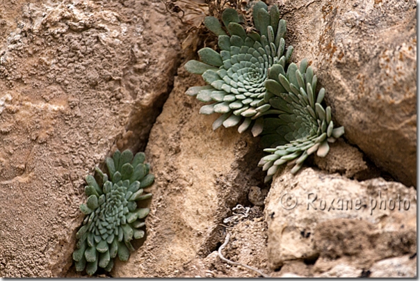 Plante de rocaille - Rockery plant - Amadiya - Amedy