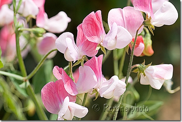 Pois de senteur - Lathyrus odoratus - Sweet pea - Erbil