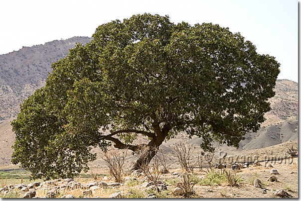 Poivrier - Pepper tree - Salahaddin