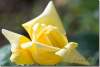 Rose jaune - Yellow rose - Rosa - Ankawa