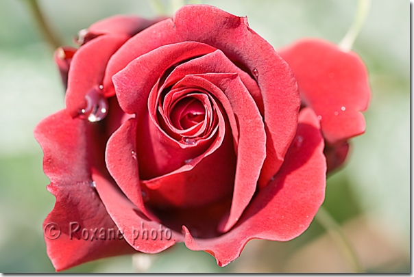 Rose rouge - Red rose - Rosa - Erbil