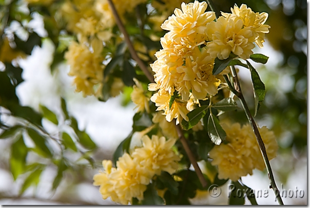 Roses sauvages jaunes - Wild yellow roses - Shaqlawa