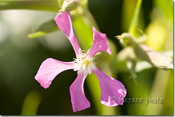 Silène - Catchfly - Silene - Piraka