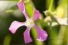 Silène - Catchfly - Silene - Piraka