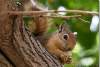 Ecureuil sur un mûrier - Squirrel on a mulberry tree - Lalesh - Lalish